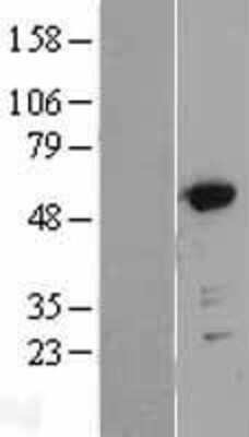 Western Blot: GRASP55 Overexpression Lysate [NBL1-11203]