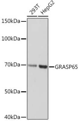 Western Blot: GRASP65 Antibody (3F2I1) [NBP3-16113]