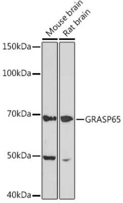 Western Blot: GRASP65 Antibody (3F2I1) [NBP3-16113]