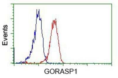 Flow Cytometry: GRASP65 Antibody (OTI5G8) [NBP2-02665]