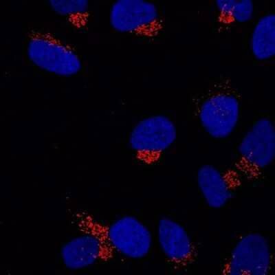 Immunocytochemistry/ Immunofluorescence: GRASP65 Antibody (OTI5G8) [NBP2-02665]
