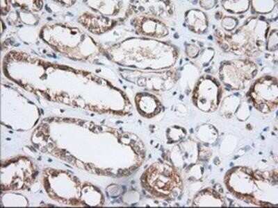 Immunohistochemistry-Paraffin: GRASP65 Antibody (OTI5G8) [NBP2-02665]
