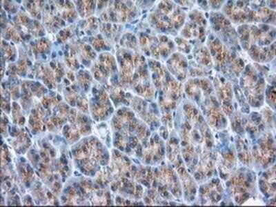 Immunohistochemistry-Paraffin: GRASP65 Antibody (OTI5G8) [NBP2-02665]