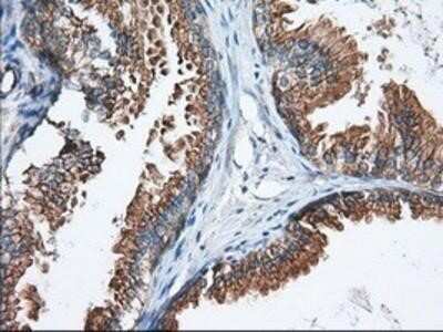 Immunohistochemistry-Paraffin: GRASP65 Antibody (OTI5G8) [NBP2-02665]