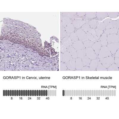 Immunohistochemistry-Paraffin: GRASP65 Antibody [NBP2-47443]