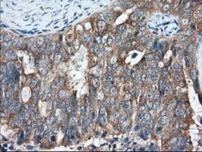 Immunohistochemistry: GRASP65 Antibody (OTI5G8) - Azide and BSA Free [NBP2-72144]