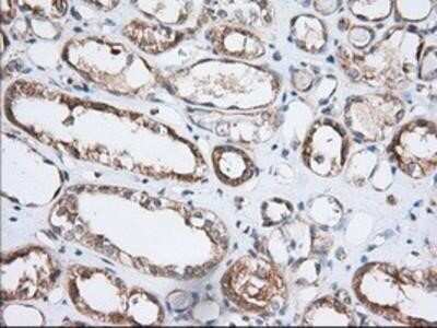 Immunohistochemistry: GRASP65 Antibody (OTI5G8) - Azide and BSA Free [NBP2-72144]