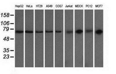 Western Blot: GRASP65 Antibody (OTI5G8)Azide and BSA Free [NBP2-72144]