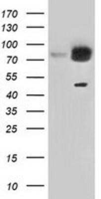 Western Blot: GRASP65 Antibody (OTI5G8)Azide and BSA Free [NBP2-72144]