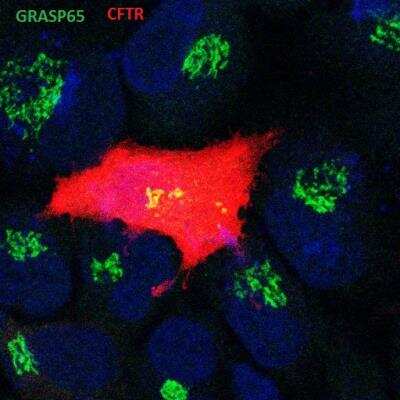 Immunocytochemistry/ Immunofluorescence: GRASP65 Antibody (OTI5G8) [NBP2-02665]