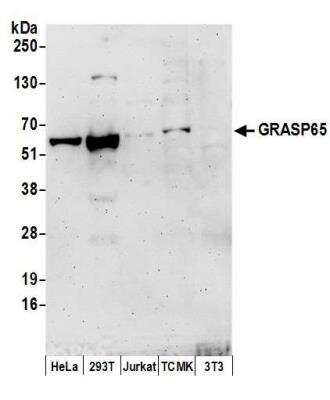 Western Blot: GRASP65 Antibody [NBP2-36527]