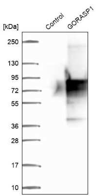 Western Blot: GRASP65 Antibody [NBP2-47443]