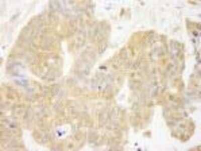 Immunohistochemistry-Paraffin: GRB10 Antibody [NB100-88153]