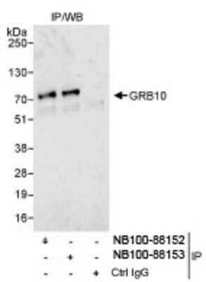 Immunoprecipitation: GRB10 Antibody [NB100-88153]
