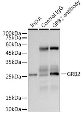Immunoprecipitation: GRB2 Antibody (9K6H0) [NBP3-15638]