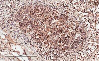 Immunohistochemistry-Paraffin: GRB2 Antibody [NB100-866]