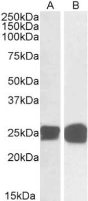Western Blot: GRB2 Antibody [NB100-866]
