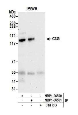 Immunoprecipitation: GRF2 Antibody [NBP1-06500]
