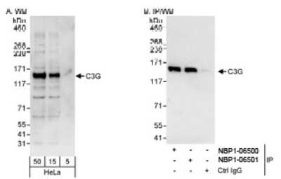 Western Blot: GRF2 Antibody [NBP1-06500]
