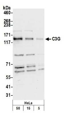 Western Blot: GRF2 Antibody [NBP1-06500]