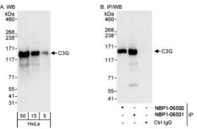 Western Blot: GRF2 Antibody [NBP1-06501]