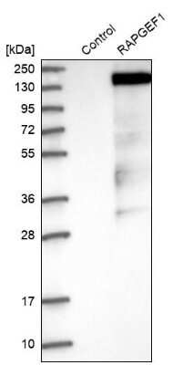 Western Blot: GRF2 Antibody [NBP1-88266]