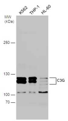 Western Blot: GRF2 Antibody [NBP3-13284]