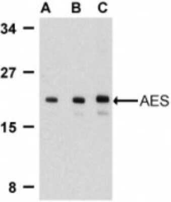 Western Blot: GRG (Groucho homolog) AntibodyBSA Free [NBP1-76645]