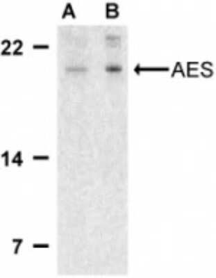 Western Blot: GRG (Groucho homolog) AntibodyBSA Free [NBP1-76646]