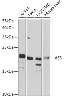 Western Blot: GRG (Groucho homolog) AntibodyBSA Free [NBP3-03405]