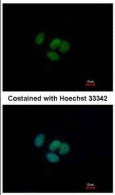 Immunocytochemistry/ Immunofluorescence: GRHL1 Antibody [NBP2-16744]