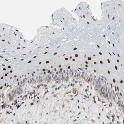 Immunohistochemistry-Paraffin: GRHL1 Antibody [NBP1-81321]