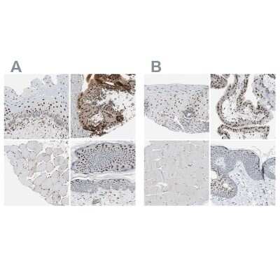 Immunohistochemistry-Paraffin: GRHL1 Antibody [NBP1-81321]