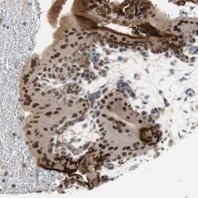 Immunohistochemistry-Paraffin: GRHL1 Antibody [NBP1-81321]