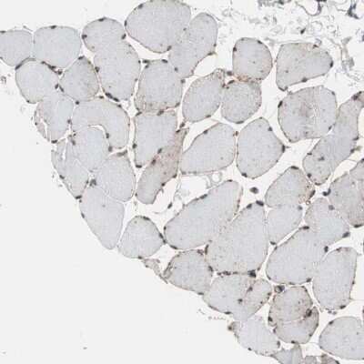 Immunohistochemistry-Paraffin: GRHL1 Antibody [NBP1-81321]