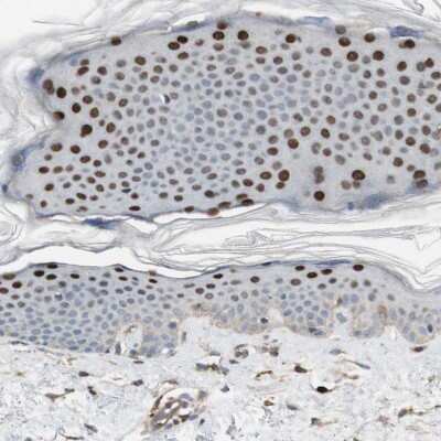 Immunohistochemistry-Paraffin: GRHL1 Antibody [NBP1-81321]