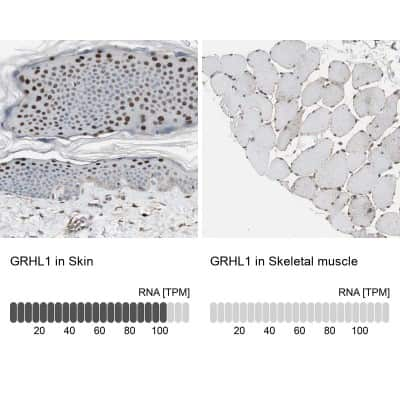 Immunohistochemistry-Paraffin: GRHL1 Antibody [NBP1-81321]