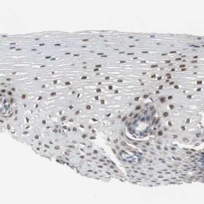 Immunohistochemistry-Paraffin: GRHL1 Antibody [NBP1-81322]