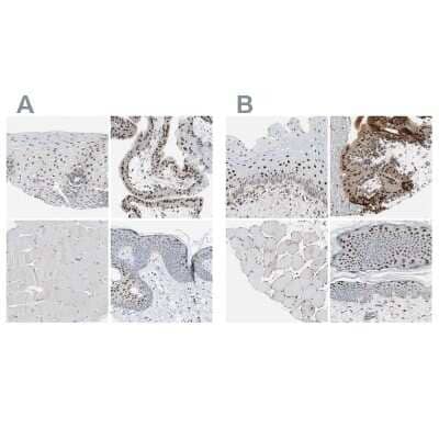 Immunohistochemistry-Paraffin: GRHL1 Antibody [NBP1-81322]