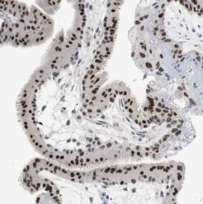 Immunohistochemistry-Paraffin: GRHL1 Antibody [NBP1-81322]