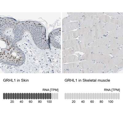 Immunohistochemistry-Paraffin: GRHL1 Antibody [NBP1-81322]