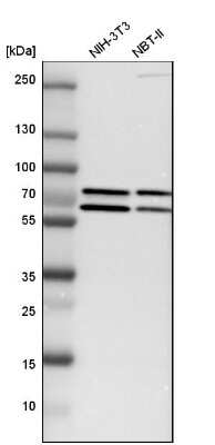 Western Blot: GRHL1 Antibody [NBP1-81321]