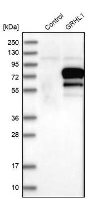 Western Blot: GRHL1 Antibody [NBP1-81322]