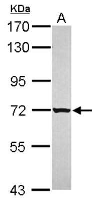 Western Blot: GRHL1 Antibody [NBP2-16744]