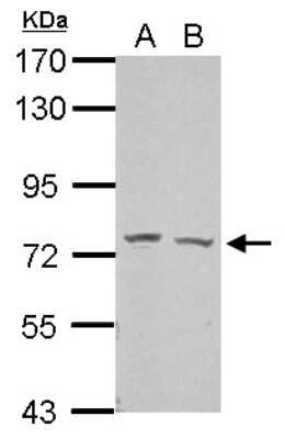 Western Blot: GRHL2 Antibody [NBP2-16745]