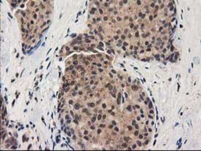 Immunohistochemistry-Paraffin: GRHPR Antibody (OTI2H4) [NBP2-03348]
