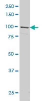 Western Blot: GRID1 Antibody (1A9) [H00002894-M01]