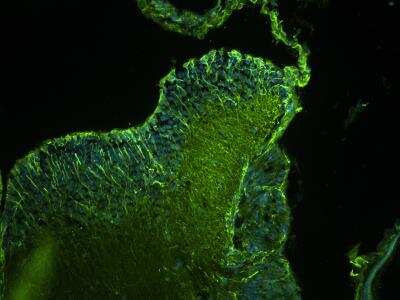 Immunohistochemistry-Frozen: GRID2 Antibody [NBP1-46489]