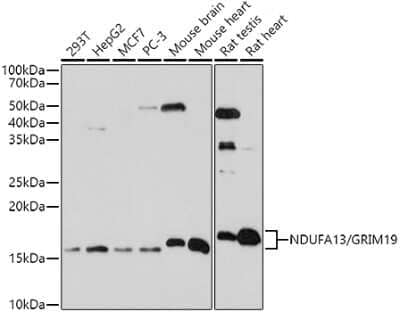 Western Blot: GRIM19 AntibodyAzide and BSA Free [NBP3-03756]