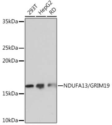 Western Blot: GRIM19 Antibody (7D1Z6) [NBP3-16274]